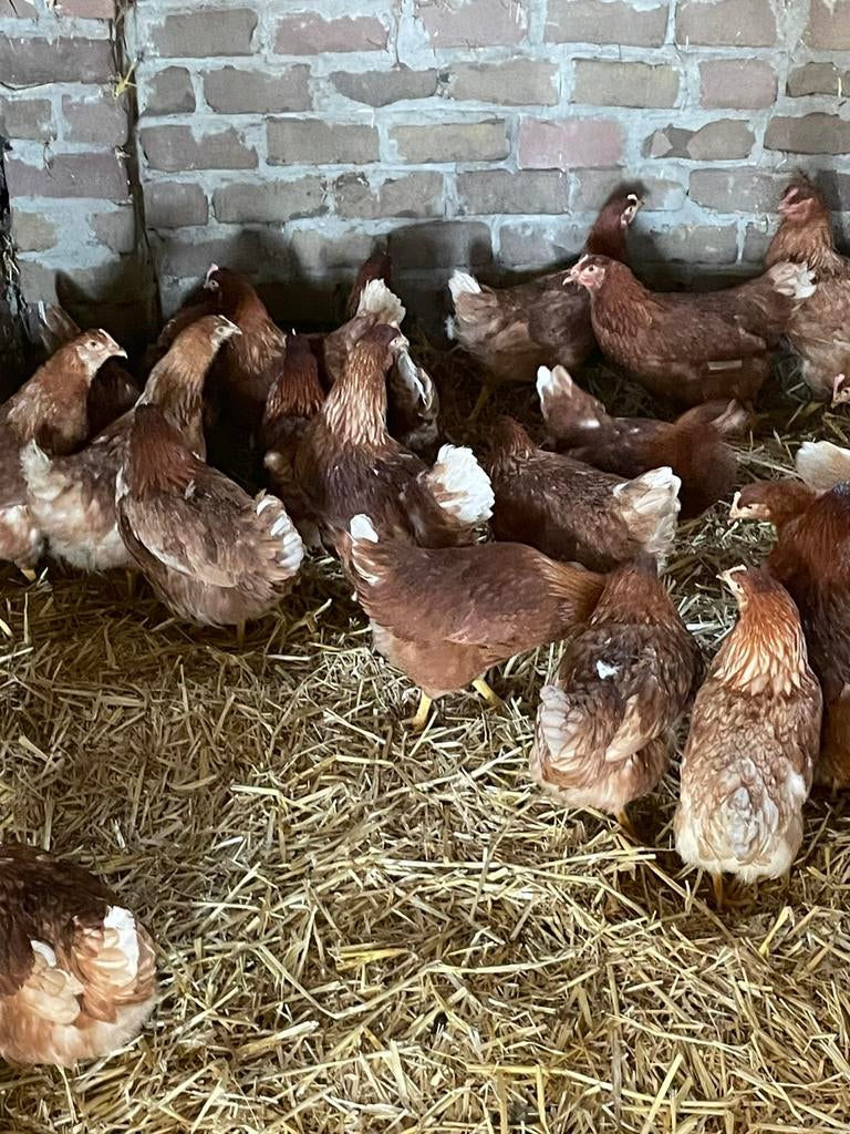 Kippen, Dieren en Toebehoren, Pluimvee, Vrouwelijk, Kip