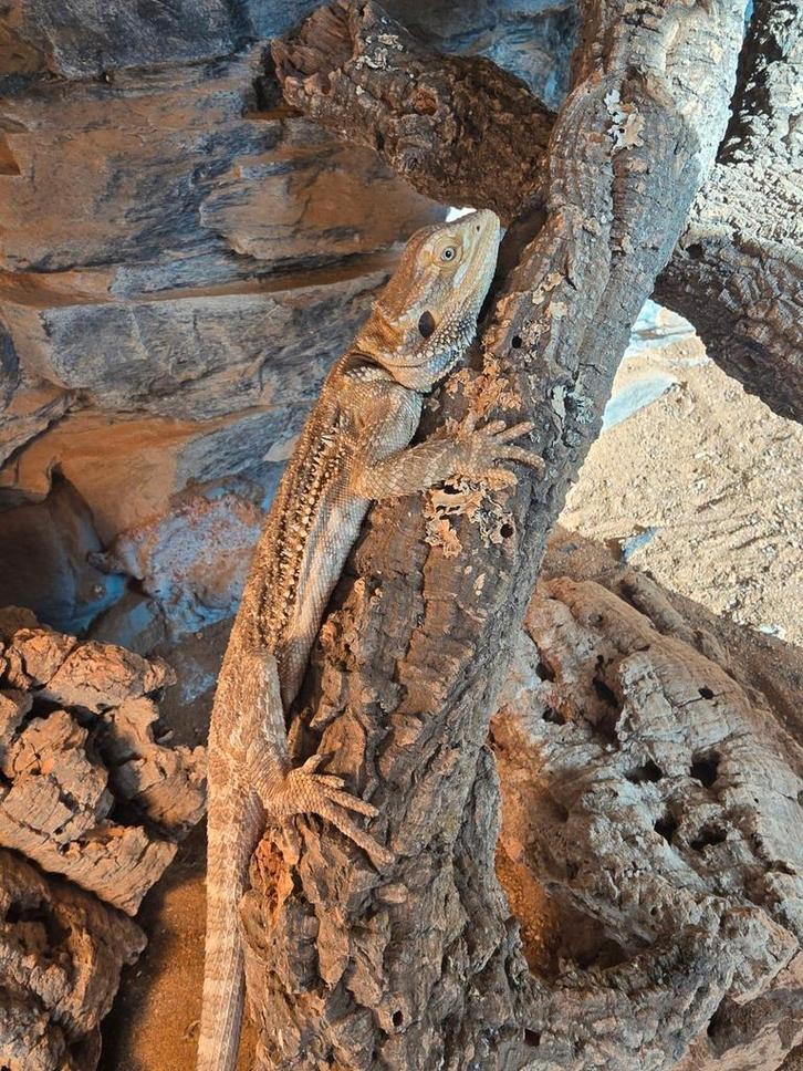 Baardagaam en terrarium Bearded Dragon - unknown for sale from Melissa