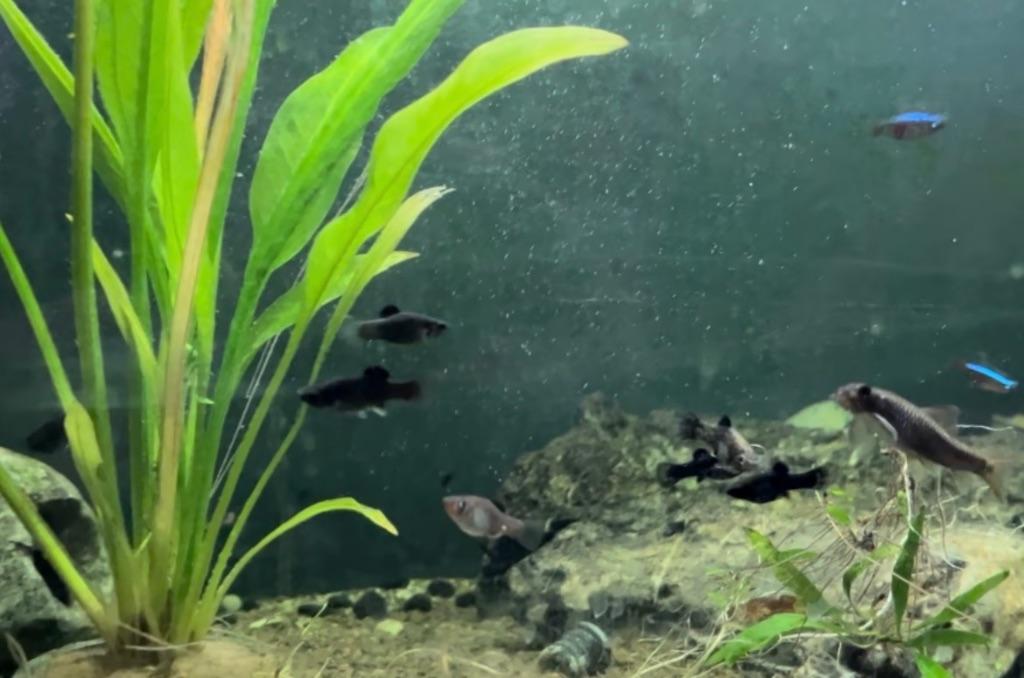 Mix zwarte en grijze molly’s, Vis, Zoetwatervis, Schoolvis