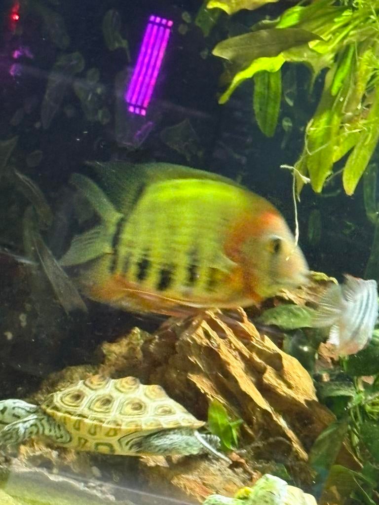 Mooie Rotkeil severum cichlide, Vis