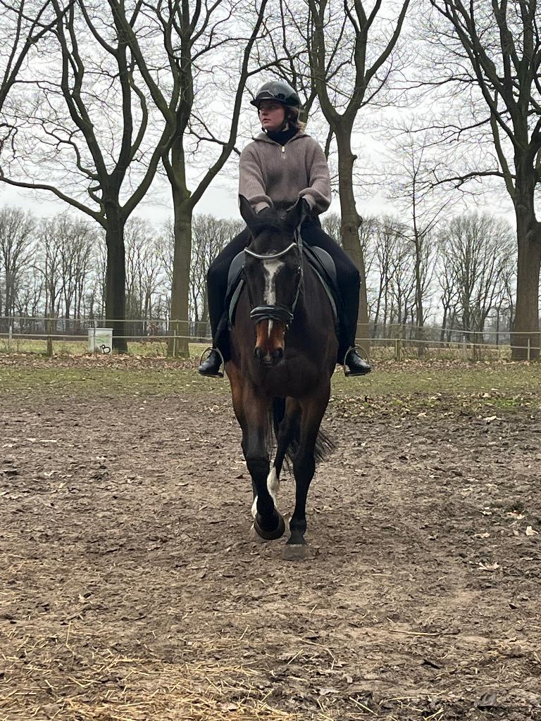 Recreatie paard met shetlander maatje te koop, Dieren en Toebehoren, Paarden, B, Ruin, Gechipt, 11 jaar of ouder