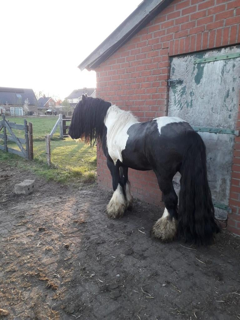 Te koop Tinker hengst Panda vd Asheuvel, Hengst, Minder dan 160 cm, 0 tot 2 jaar