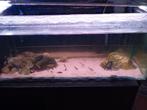 2 x aquarium  goed voor kweeken, 0 tot 2 jaar