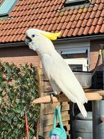 Geelkuifkaketoe, Mannelijk, Papegaai