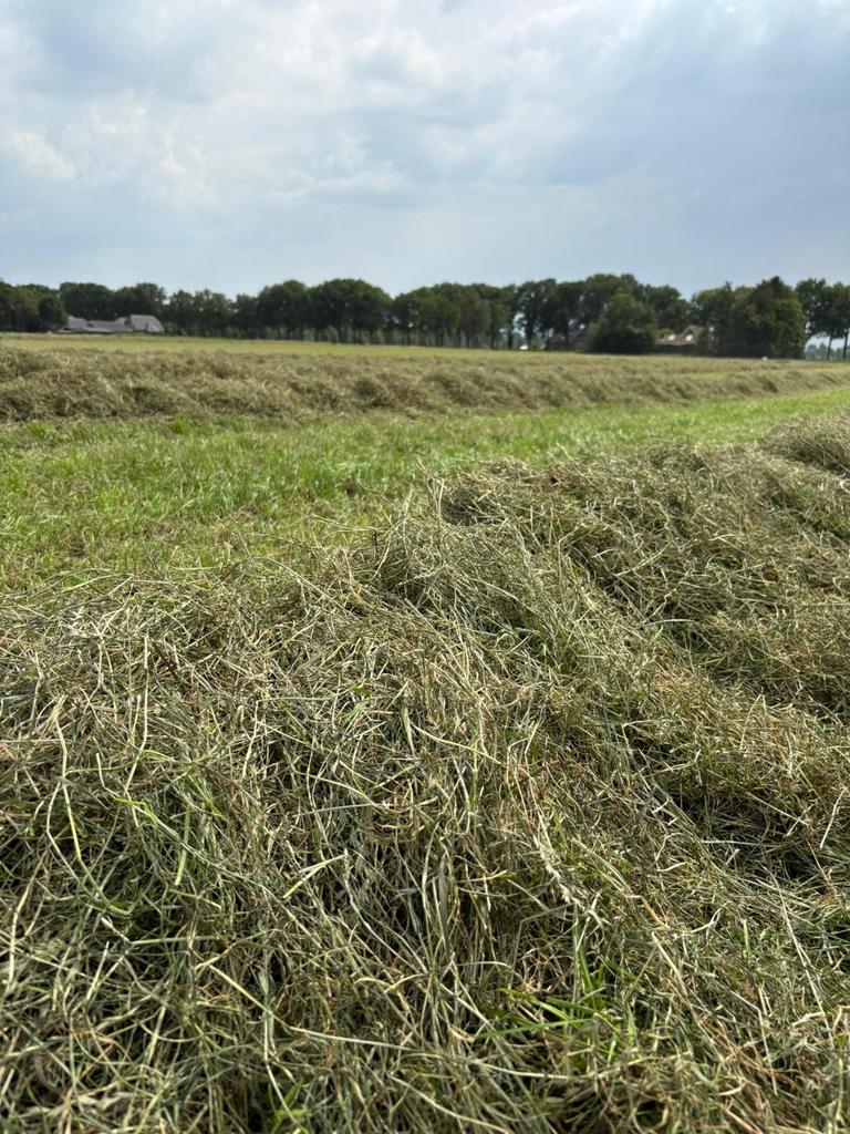 Gras op stam gezocht -, Dieren en Toebehoren, Ophalen of Verzenden, Vee