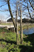 Bonenstokken van wilgentakken, Ophalen