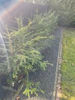 Gratis planten voor uw tuin, Tuin en Terras, Planten | Tuinplanten, Vaste plant, Bloeit niet, Halfschaduw, Ophalen