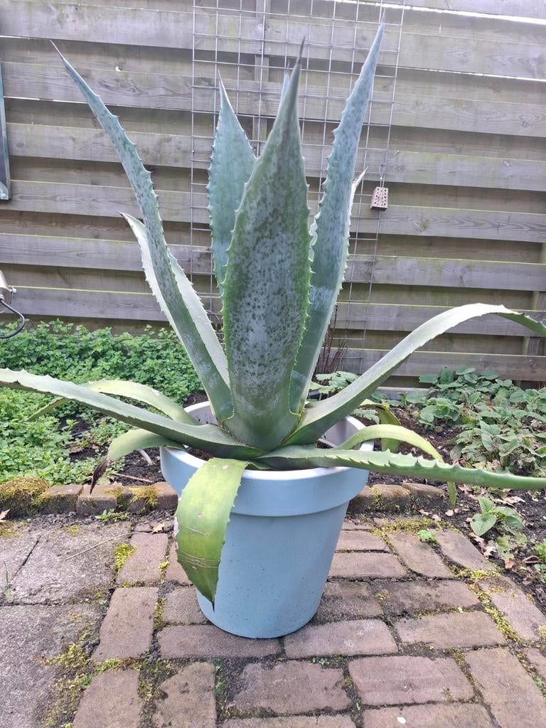 Agave americana,, Tuin en Terras, Ophalen, Bloeit niet, Overige soorten, Volle zon