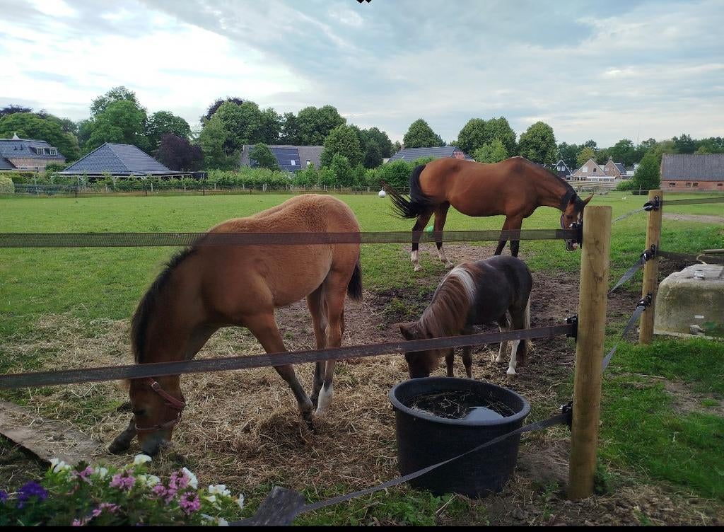 2 ruime boxen vrij, Dieren en Toebehoren