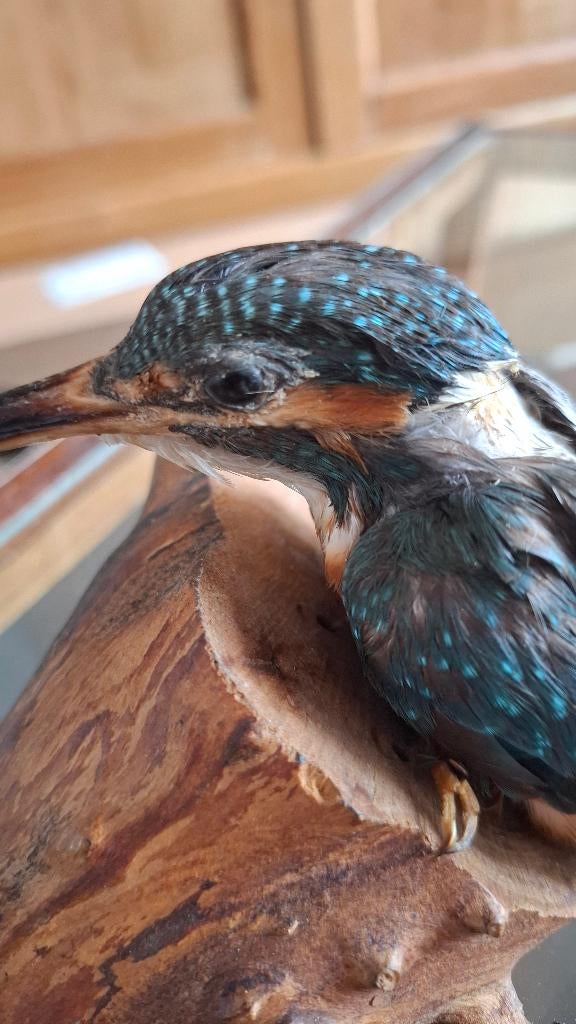 opgezette ijsvogel vogel en andere opgezette dieren, Ophalen, Gebruikt, Vogel, Opgezet dier