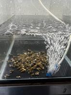 Helena slakken, Slak of Weekdier, Zoetwatervis