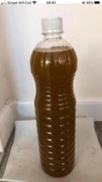 Echte en pure olijfolie, Overige kleuren, Ophalen of Verzenden, Minder dan 50 cm, Glas