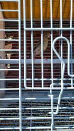 Te koop 3 kanaries rood agaat 3 maanden oud, Dieren en Toebehoren, Meerdere dieren, Kleurkanarie