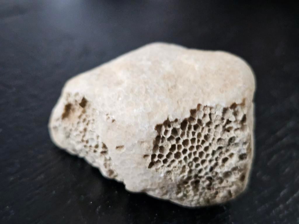 Favosites Fossiel Koraal, Verzamelen, Mineralen en Fossielen, Ophalen of Verzenden, Fossiel