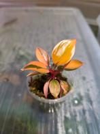 Philodendron red congo varigata, Ophalen of Verzenden, Halfschaduw, Minder dan 100 cm