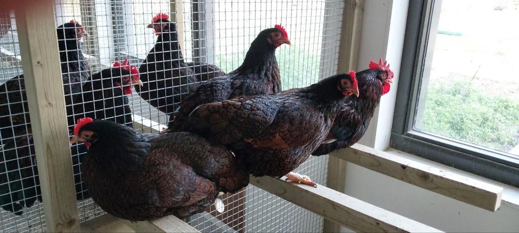 Barnevelder kriel. Dubbelgezoomd. Ouderdieren, Dieren en Toebehoren, Pluimvee, Meerdere dieren, Kip