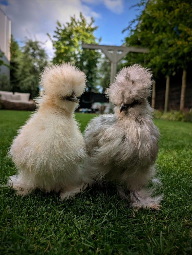 Amerikaanse usa zijdehoen, Geslacht onbekend, Kip