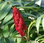 Zaailingen fluweelboom /azijnboom gratis, Ophalen, Voorjaar, Volle zon, Wortelstok