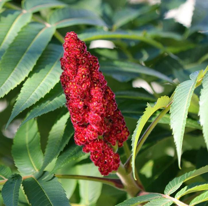 Zaailingen fluweelboom /azijnboom gratis, Tuin en Terras, Bloembollen en Zaden, Wortelstok, Voorjaar, Volle zon, Ophalen