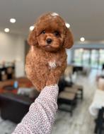 Exclusieve Maltipoo F2 pup ( Mix Azian Toy Poedel /Maltezer), Dieren en Toebehoren, Particulier, 8 tot 15 weken, Buitenland, Parvo