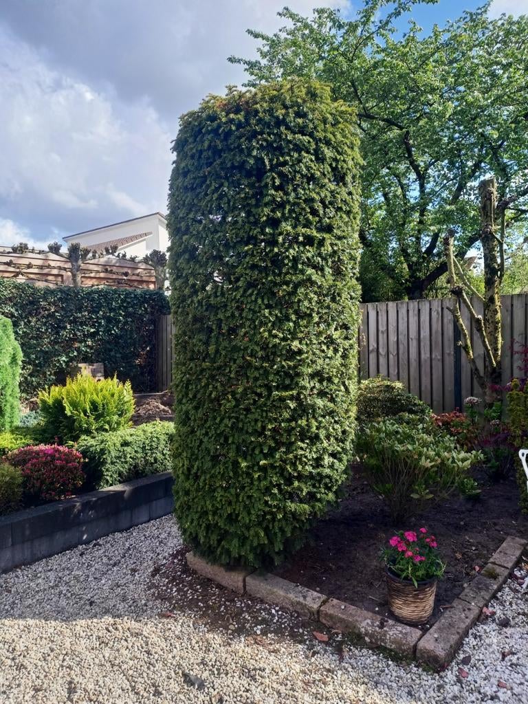 Grote Taxus Baccata (Venijnboom) - Perfect voor uw tuin, Ophalen of Verzenden, Bloeit niet, Overige soorten, Volle zon