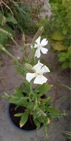 Silene capensis - Afrikaanse droom wortel zaden, Ophalen of Verzenden, Voorjaar, Volle zon, Zaad