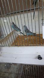 Jonge grasparkieten, Dieren en Toebehoren, Vogels | Parkieten en Papegaaien, Geslacht onbekend, Parkiet