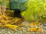 Citroen garnalen, Dieren en Toebehoren, Vissen | Aquariumvissen, Kreeft, Krab of Garnaal, Zoetwatervis, Schoolvis