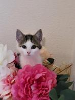 Zoek jij twee lieve kittens die opzoek zijn naar hun paleis, Dieren en Toebehoren, Katten en Kittens | Overige Katten, Meerdere dieren