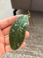 Geworteld Hoya Rintzii Borneo Stekje [3], Huis en Inrichting, Kamerplanten, Ophalen of Verzenden