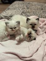 ~Ragdoll kittens kerst cadeau~, Dieren en Toebehoren, Katten en Kittens | Raskatten | Langhaar, Meerdere dieren, Gechipt, 0 tot 2 jaar