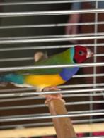 Te koop, 6 Gouldamadines, Meerdere dieren