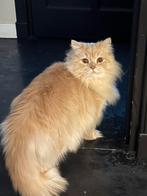 Herplaatser: Britse langhaar Simba (bijna 4 jaar), Kater, Gechipt, 3 tot 5 jaar