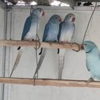 Halsbandparkiet: Violet bleekstaart pop, Dieren en Toebehoren, Vogels | Parkieten en Papegaaien, Vrouwelijk, Parkiet, Tam