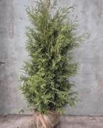 Coniferen €5,99, Ophalen of Verzenden, Conifeer, 100 tot 250 cm