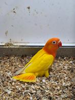 Jonge fischerie lutino opaline agarpornis, Dieren en Toebehoren, Geslacht onbekend, Dwergpapegaai of Agapornis, Geringd