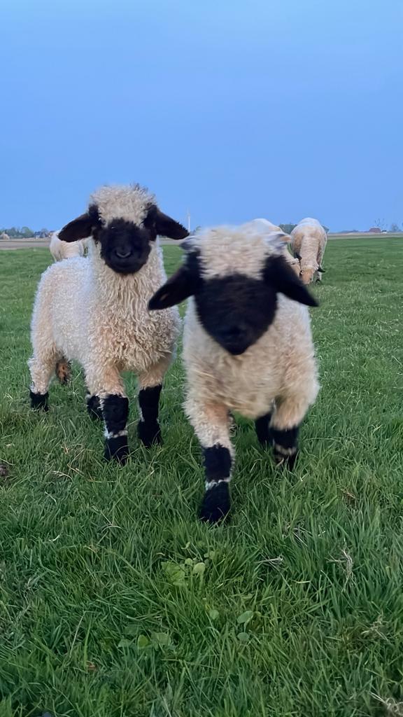 Lieve Walliser Schwarzenase lammetjes, Dieren en Toebehoren, Schapen, Geiten en Varkens, Schaap, Meerdere dieren, 0 tot 2 jaar