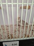 Valkparkiet pop, Vrouwelijk, Parkiet, Geringd