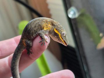 Eurydactylodes agricolae  beschikbaar voor biedingen