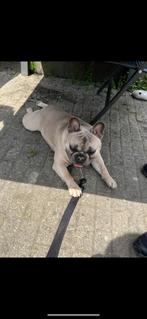 Prachtige franse bulldog reu met stamboom., Dieren en Toebehoren, Honden | Bulldogs, Pinschers en Molossers, Reu, Bulldog, Eén hond
