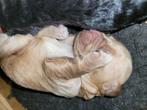 Cockapoo pups geboren in abrikoos en Black&tan., Dieren en Toebehoren, Nederland, Rabiës (hondsdolheid), Overige rassen, 8 tot 15 weken
