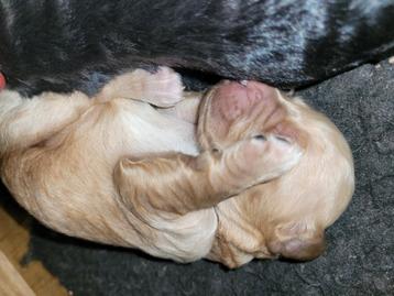 Cockapoo pups. Nog één Abrikoos reutje beschikbaar!  beschikbaar voor biedingen