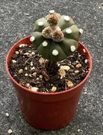 Cactus, Astrophytum, Huis en Inrichting, Kamerplanten, Ophalen of Verzenden, Cactus, Volle zon, Minder dan 100 cm