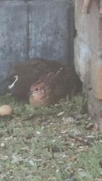 Chinese dwergkwartel haantjes, Dieren en Toebehoren, Mannelijk