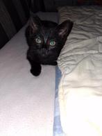 Super mooie Maine coon X Europees korthaar, Dieren en Toebehoren, Katten en Kittens | Overige Katten, Poes, Langharig, 0 tot 2 jaar