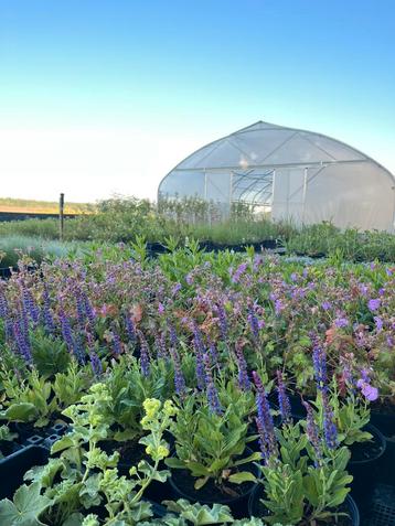 Prachtige vaste tuinplanten / HEMELVAARTSDAG GEOPEND beschikbaar voor biedingen