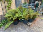 POLYSTICHUM POLYBLEPHARUM (GLANSSCHILDVAREN), Tuin en Terras, Planten | Tuinplanten, Ophalen, Overige soorten, Volle zon