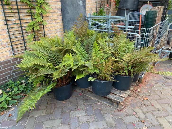 POLYSTICHUM POLYBLEPHARUM (GLANSSCHILDVAREN), Tuin en Terras, Planten | Tuinplanten, Overige soorten, Volle zon, Ophalen