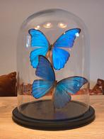 Blauwe Morpho vlinders in stolp, Ophalen of Verzenden, Nieuw