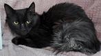 2 lieve katjes-Turkish angora(7mnd/gecastreerd/chip/ingeent), Meerdere dieren, Kortharig, 0 tot 2 jaar